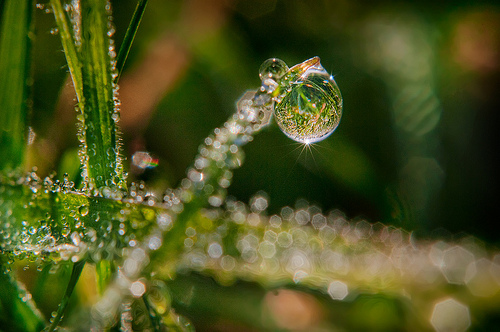 Dew in the Grass by Harold Davis