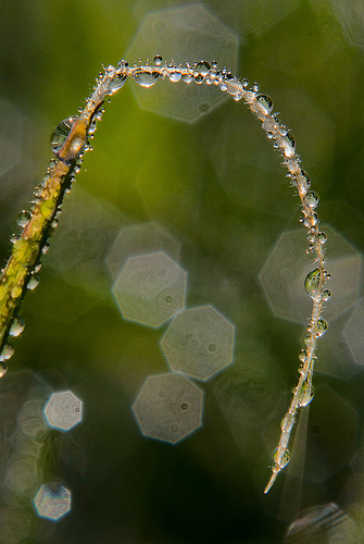 Morning Dew by Harold Davis