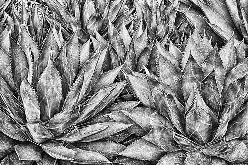 Agaves by Harold Davis