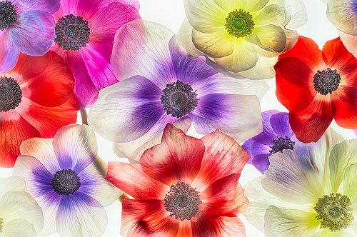 Anemones 2 by Harold Davis