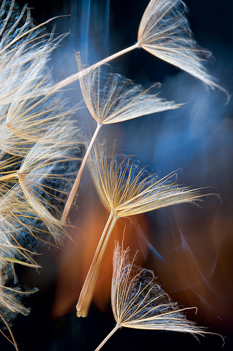 Blowing in the Wind by Harold Davis