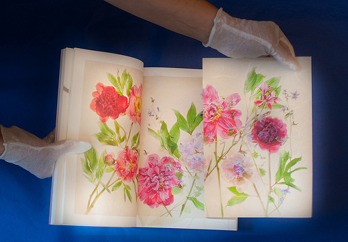 Peonies fold-out within Botanique