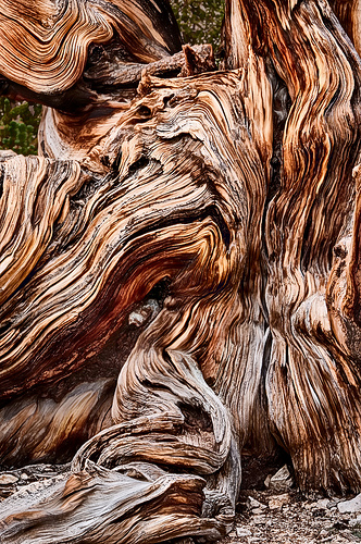 Bristlecone Study by Harold Davis