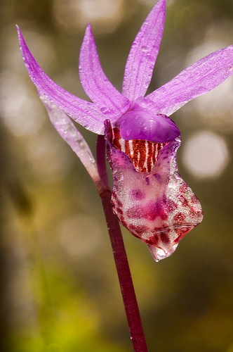 Calypso Orchid by Harold Davis