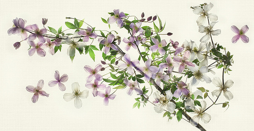 Clematis by Harold Davis