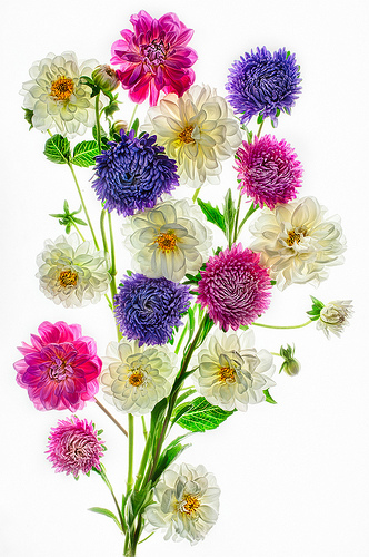 Dahlias and Asters on White by Harold Davis