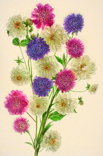 Dahlias and Asters by Harold Davis