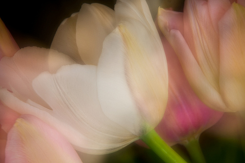 Dance of the Tulips by Harold Davis