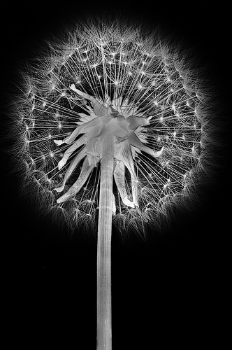 Dandelion Superior by Harold Davis