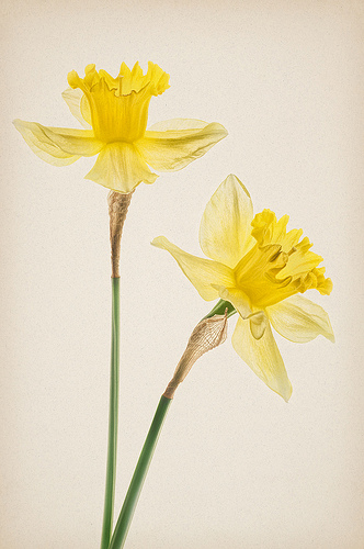 Duet of Daffodils