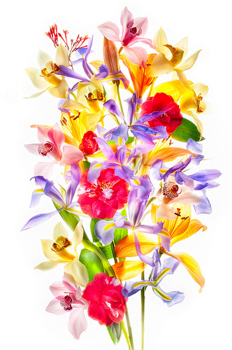 Floral Arrangement 2 by Harold Davis