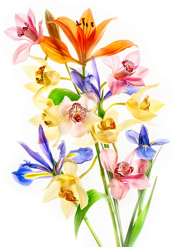 Floral Arrangement by Harold Davis