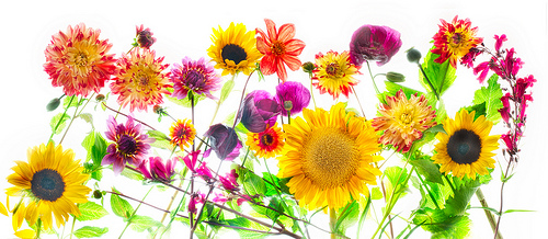 Floral Medley Panorama by Harold Davis