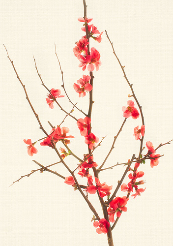 Flowering Quince by Harold Davis