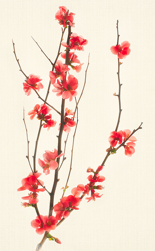 Flowering Quince by Harold Davis