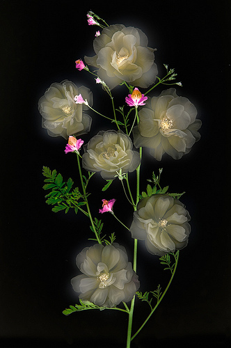Ghost Flowers by Harold Davis
