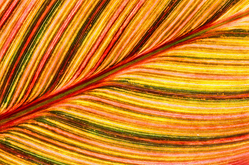 Ginger Leaf by Harold Davis