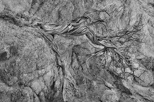 Gnarled wood in the desert by Harold Davis