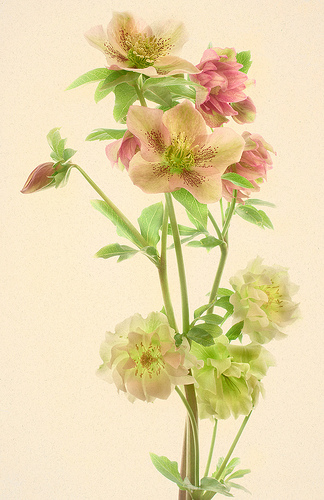 Hellebore Stems by Harold Davis