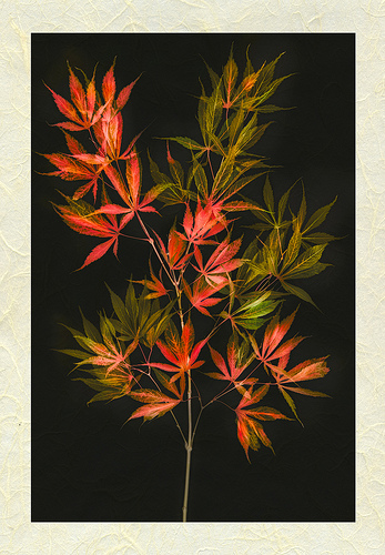 Japanese Maple Inversion