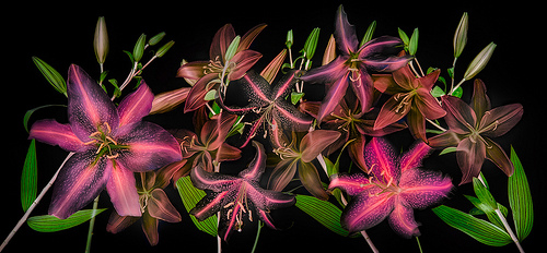 Lilies 2 Inversion by Harold Davis