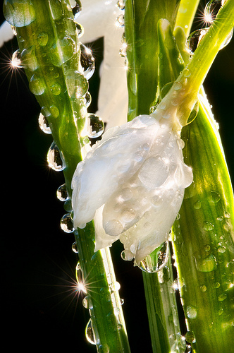 Paperwhite Waterdrops by Harold Davis