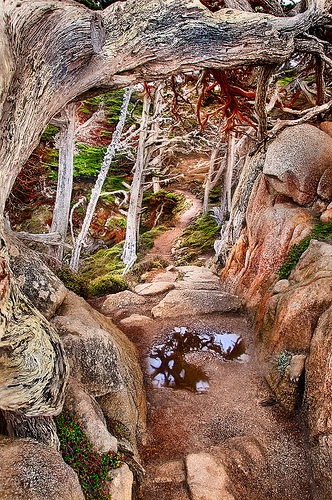 Path on Point Lobos by Harold Davis