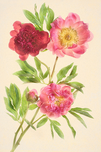 Peonies mon amour by Harold Davis