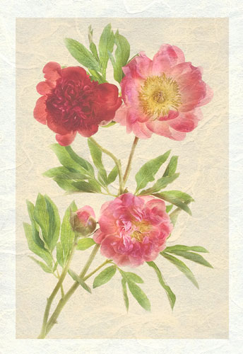 Peonies on Moenkopi Unryu by Harold Davis