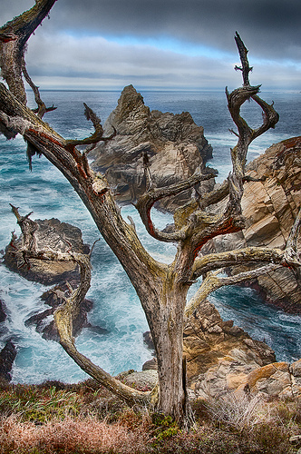 Point Lobos 2 by Harold Davis