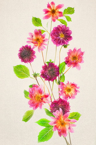 Purple Dahlias by Harold Davis