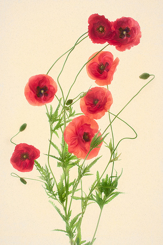 Red Poppies by Harold Davis