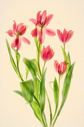 Red Tulips by Harold Davis