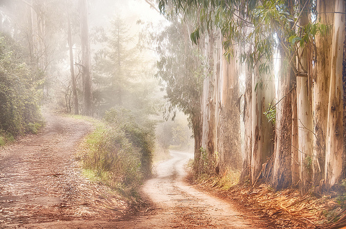 Road Less Travelled by Harold Davis
