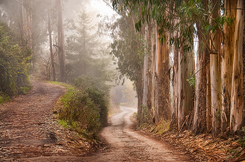 Road Less Travelled by Harold Davis