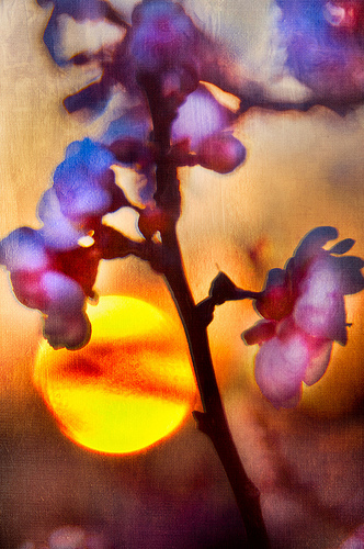 Setting Sun and Cherry Blossoms by Harold Davis