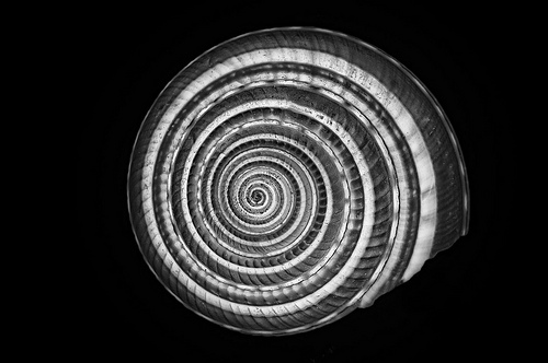 Shell Spiral by Harold Davis