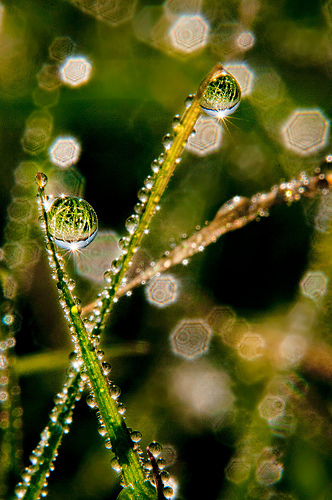 Splendour in the Grass by Harold Davis