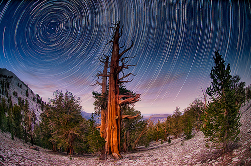 Star Circles int he Patriarch Grove by Harold Davis