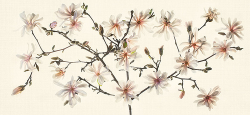 Star Magnolia Panorama by Harold Davis