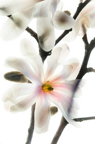 Star Magnolia by Harold Davis