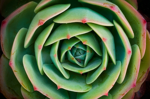 Succulent by Harold Davis