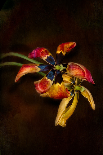 Tulip Wabi-Sabi by Harold Davis