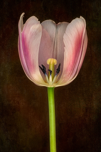 Tulip Within by Harold Davis