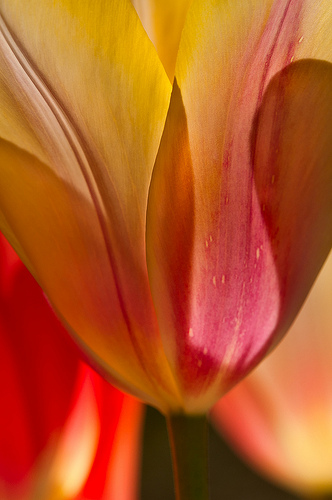 Tulip by Harold Davis