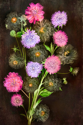 When Dahlias Dream by Harold Davis