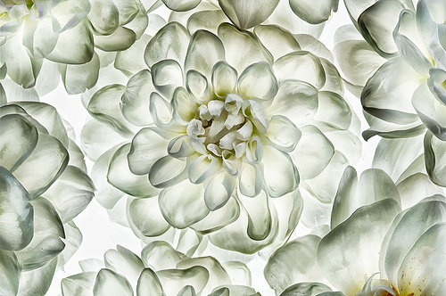 White Dahlias by Harold Davis