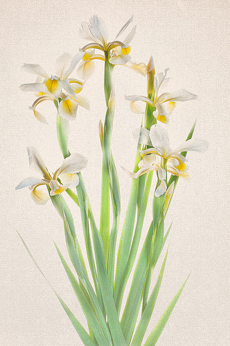 White Irises by Harold Davis