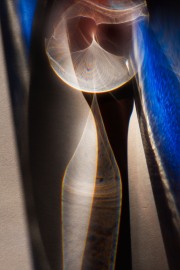 They Walk Among Us © Harold Davis