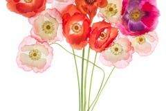 Bouquet of Poppies from the Garden © Harold Davis